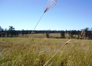 Maryborough Grass Seeds Maryborough Grass Seeds